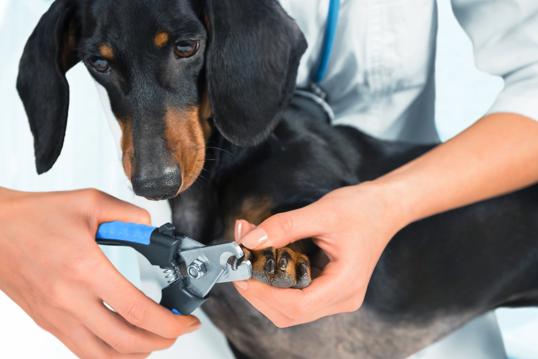 Comment couper les griffes de votre chien ou chat