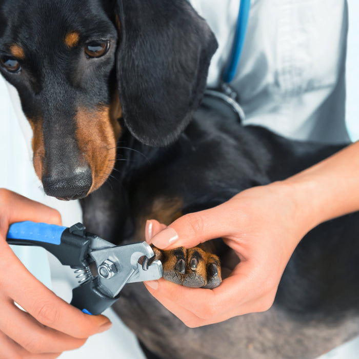 Comment couper les griffes de votre chien ou chat