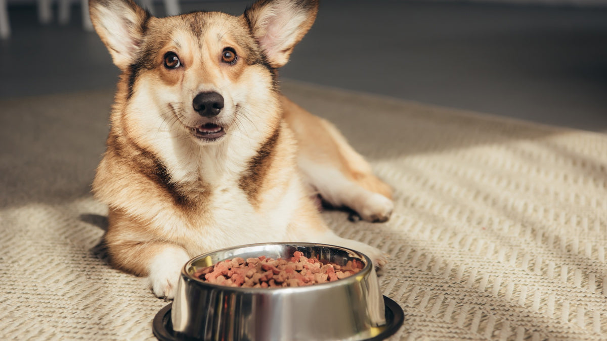Allergies alimentaires chez les chiens et chats