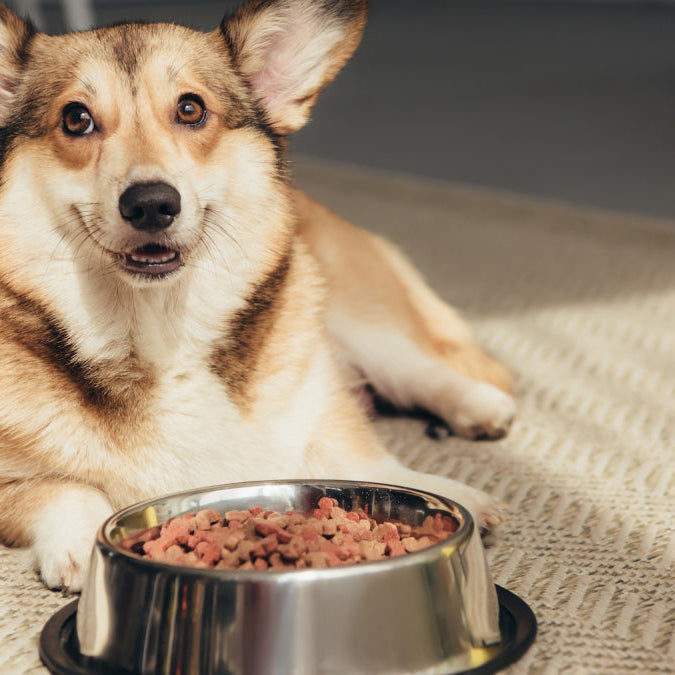 Allergies alimentaires chez les chiens et chats