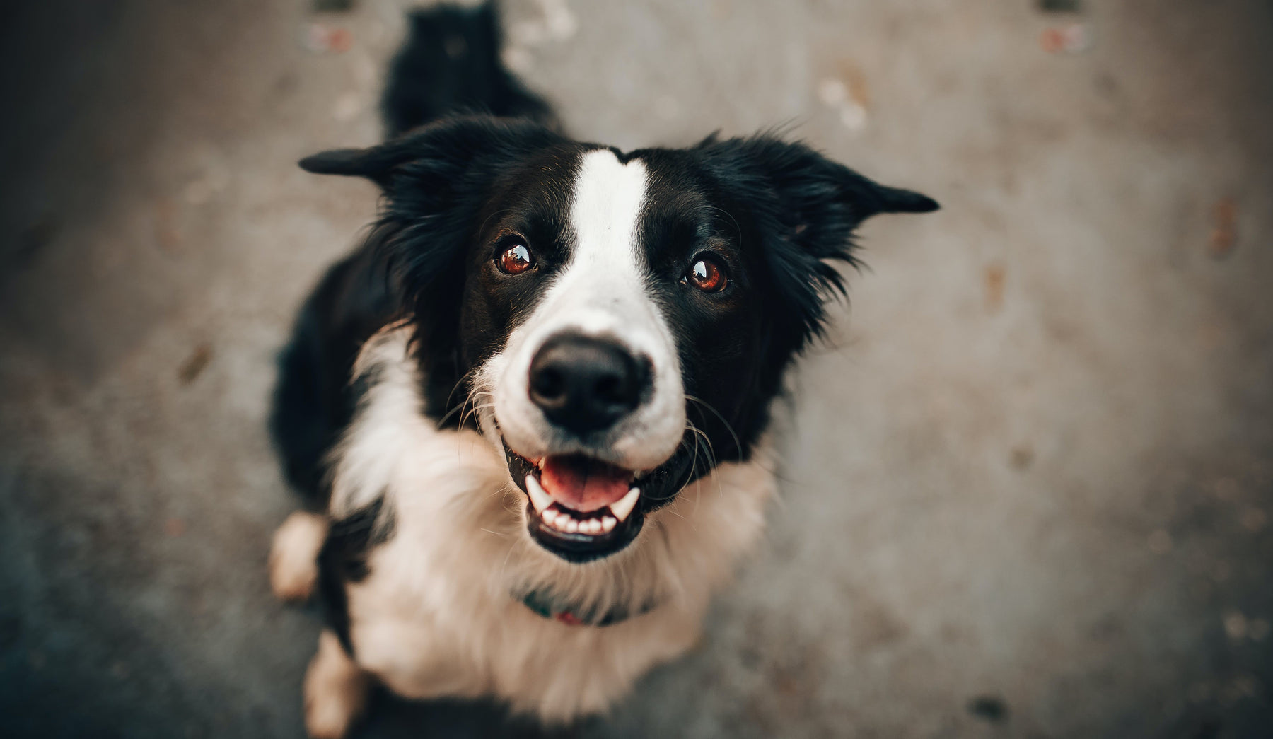 Pourquoi Plaque Off est la meilleure solution pour l’hygiène dentaire de votre chien