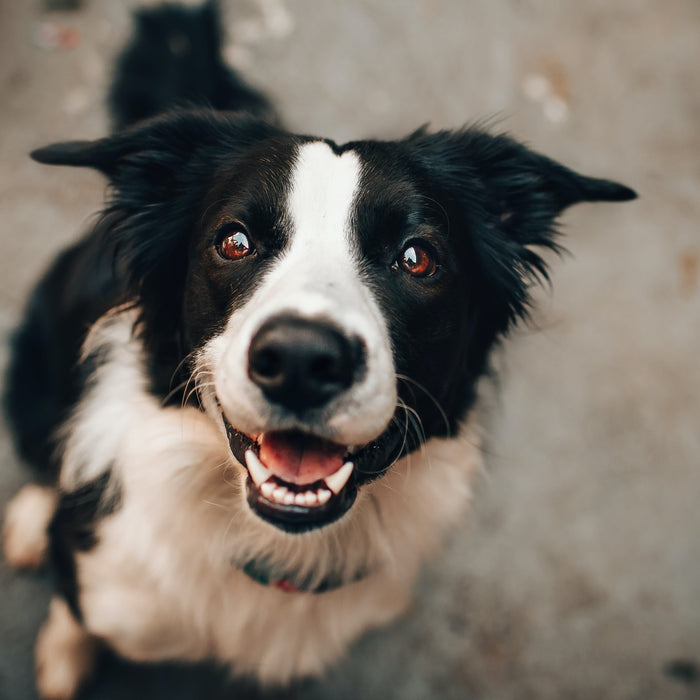 Pourquoi Plaque Off est la meilleure solution pour l’hygiène dentaire de votre chien