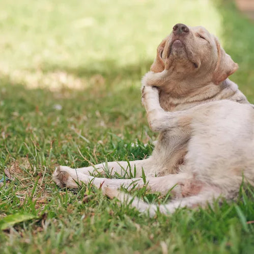 Les puces, un fléau sous-estimé