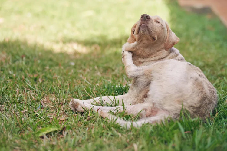 Les puces, un fléau sous-estimé