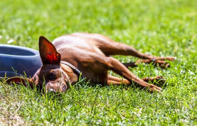 Pourquoi la chaleur est dangereuse pour les animaux ?