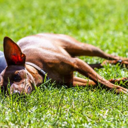 Pourquoi la chaleur est dangereuse pour les animaux ?