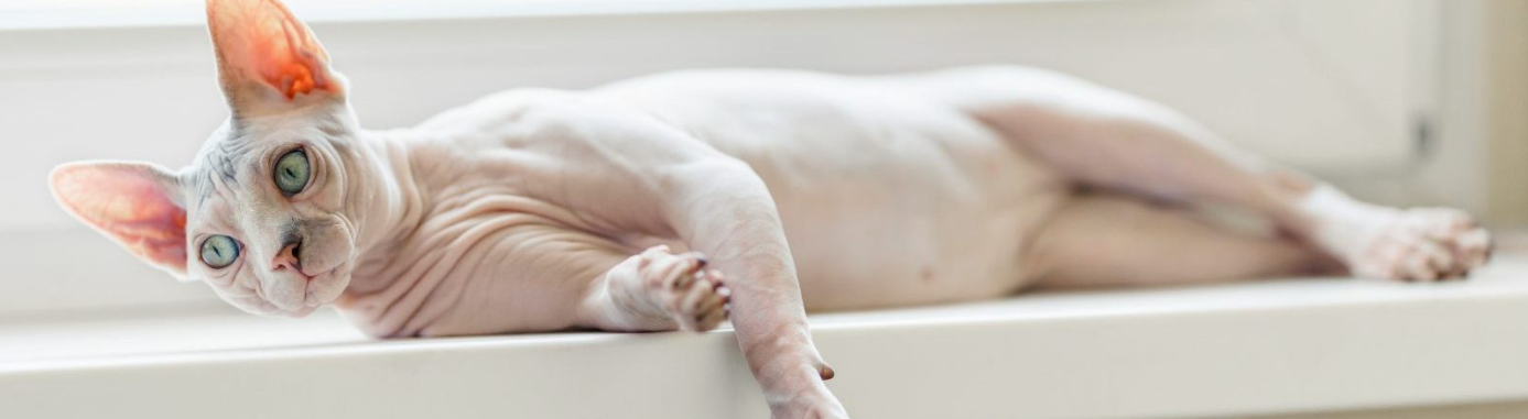 Nutrience care peau et pelage nourriture en conserve pour chat (produit du Quebec)