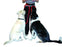 Clix ceinture main libre pour chien - Ceinture - Animals the company - Clix ceinture main libre pour chien