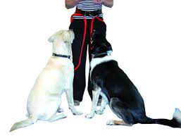 Clix ceinture main libre pour chien - Collier Harnais Laisse - Animals the company - Clix ceinture main libre pour chien