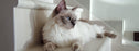Nutrience care conserve control boule de poil nourriture pour chat (produit du Quebec) - CONSERVE - Nutrience - Nutrience care conserve control boule de poil nourriture pour chat (produit du Quebec)