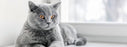 Nutrience care contrôle de poids nourriture pour chat (produit du Quebec) - CHAT NOURRITURE SÈCHE - Nutrience - Nutrience care contrôle de poids nourriture pour chat (produit du Quebec)