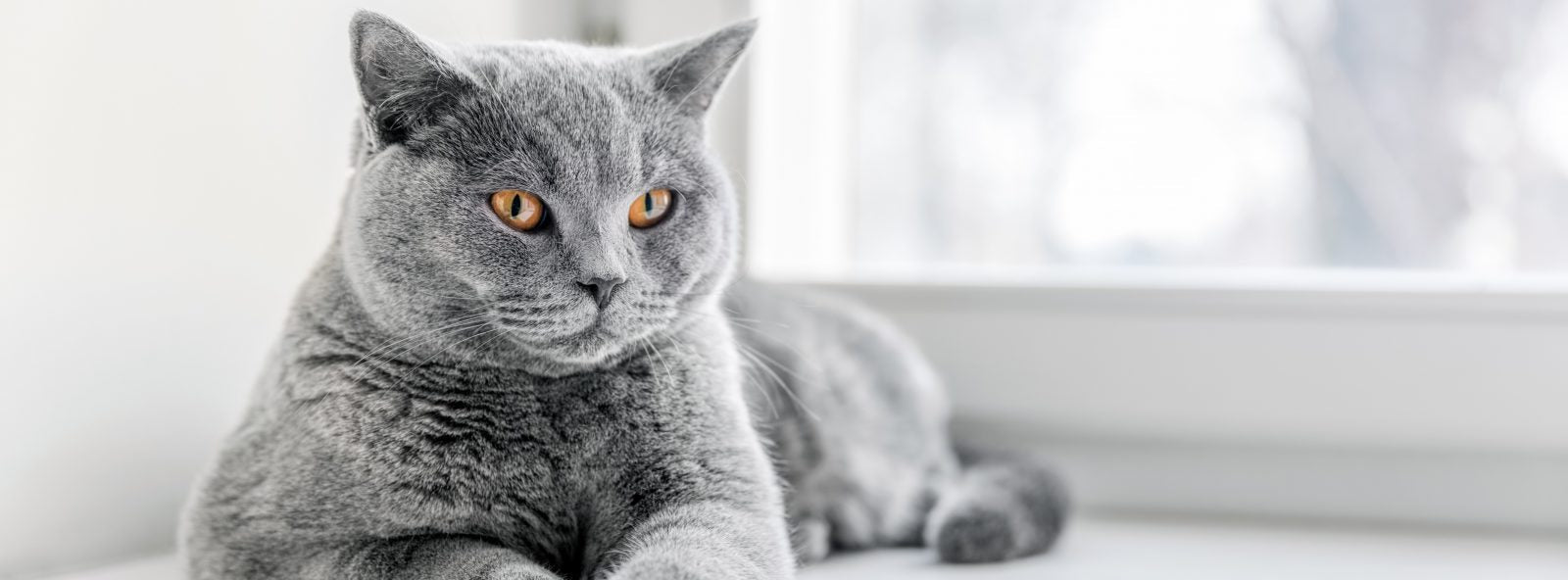 Nutrience care contrôle de poids nourriture pour chat (produit du Quebec) - CHAT NOURRITURE SÈCHE - Nutrience - Nutrience care contrôle de poids nourriture pour chat (produit du Quebec)