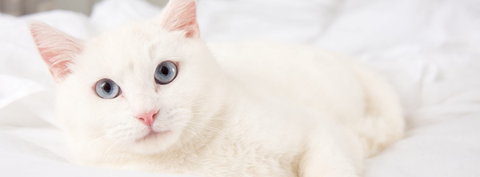 Nutrience care contrôle des boules de poils nourriture pour chat (produit du Quebec) - CHAT NOURRITURE SÈCHE - Nutrience - Nutrience care contrôle des boules de poils nourriture pour chat (produit du Quebec)