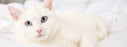 Nutrience care soin urinaire nourriture pour chat (produit du Quebec) - CHAT NOURRITURE SÈCHE - Nutrience - Nutrience care soin urinaire nourriture pour chat (produit du Quebec)